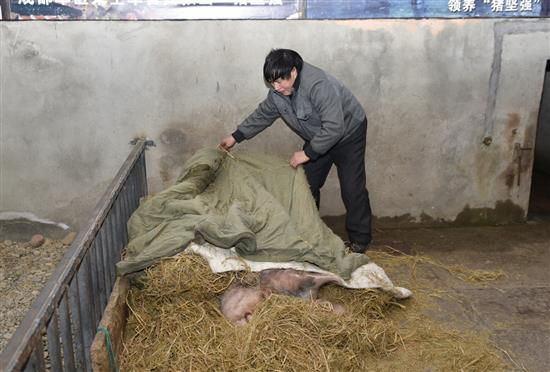 2018年1月12日，饲养员龚师傅为“猪坚强”盖上被子。